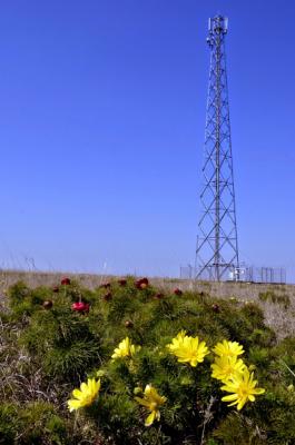 Прикрепленное изображение: тюльпаны BS.JPG